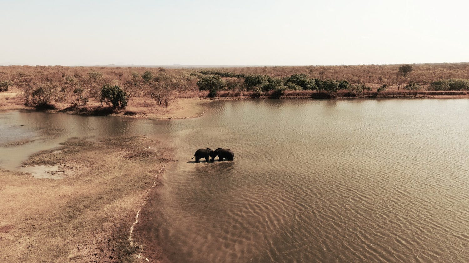 Två elefanter i vatten omgivna av savann