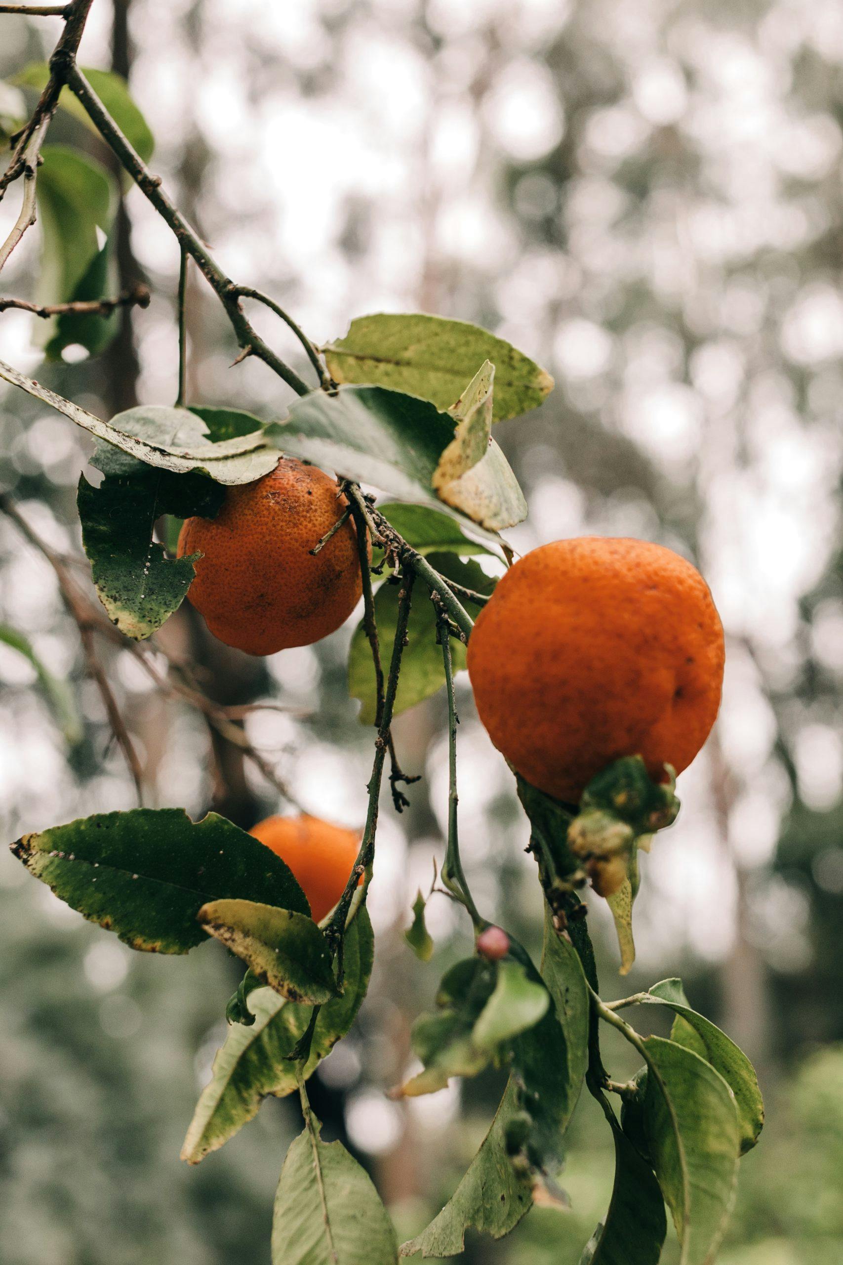 Natur, Blad, Apelsin