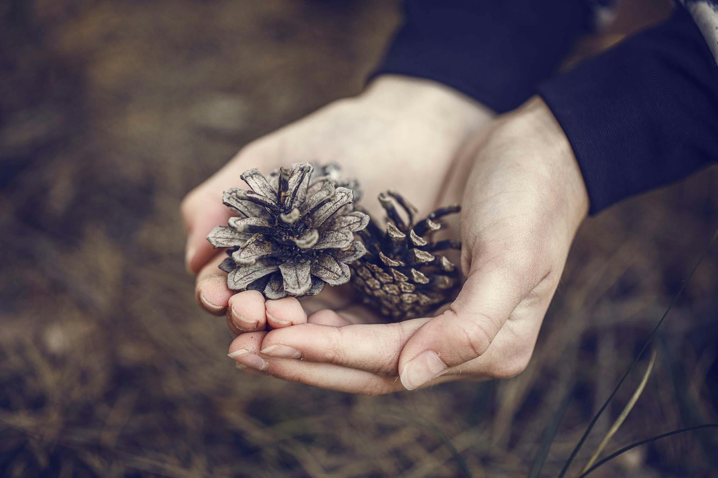 Hands holding pine cones in a forest